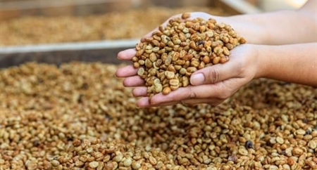 ROBUSTA TRONG NGÀNH CÔNG NGHIỆP CÀ PHÊ VIỆT NAM