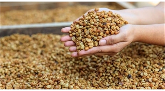 ROBUSTA TRONG NGÀNH CÔNG NGHIỆP CÀ PHÊ VIỆT NAM